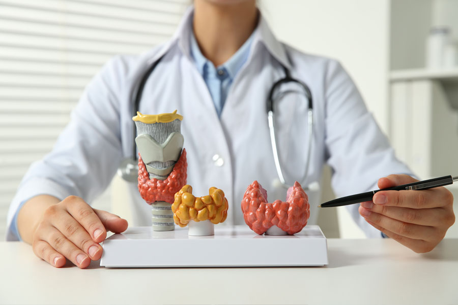 Close-up shot of doctor seated at table while pointing to anatomical models of thyroid glands 