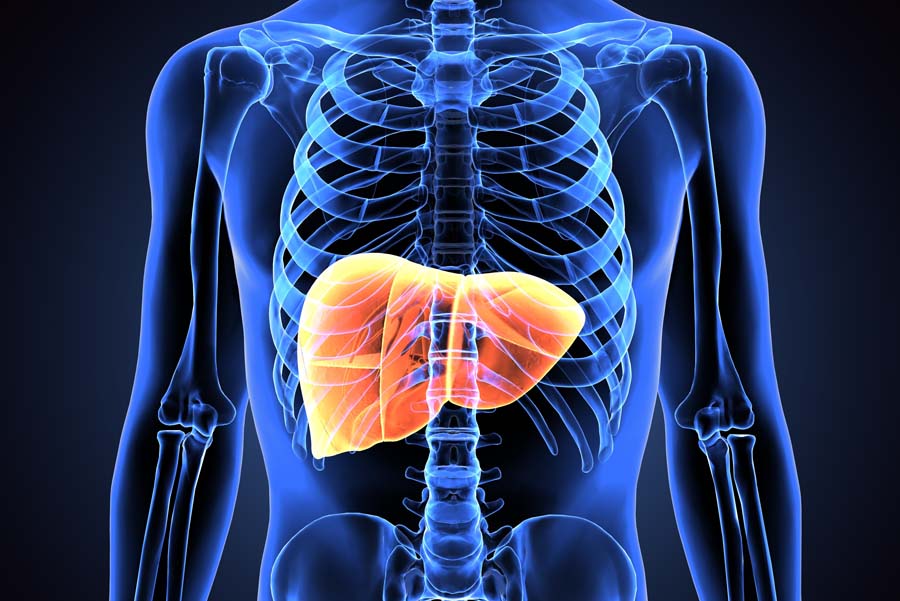3D X-ray illustration of human body liver