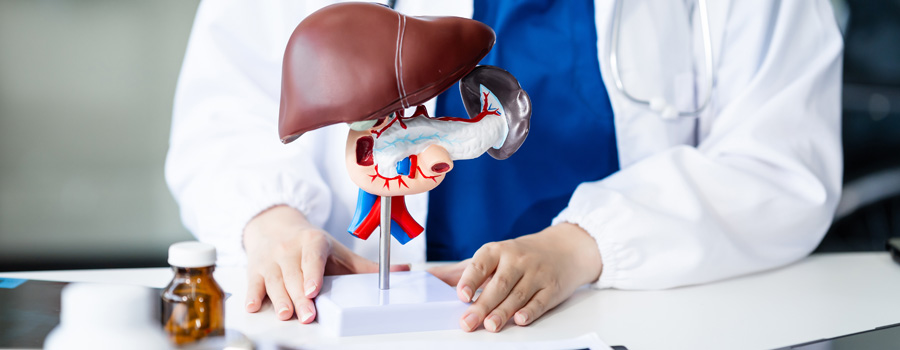 Model of liver in foreground, doctor blurred in background