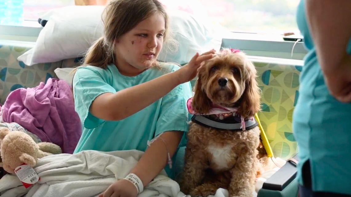 A child pets a therapy dog
