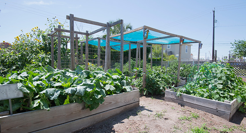 Plants fill wood containers that provide structure in a community garden.