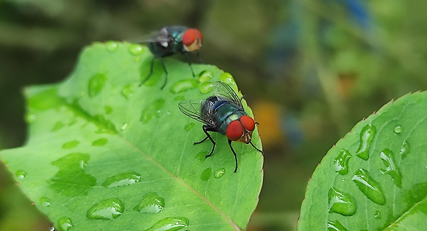 Two black flies with red eyes are shown on a green leaf dotted with water droplets.