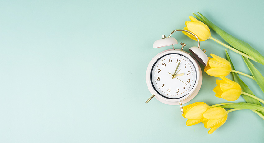 White analog alarm clock next to several yellow tulips on a light blue surface.